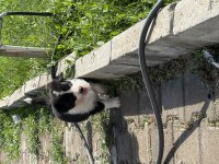 Saf kan orjinal border bebeler sadece kalite ve mutluluk
