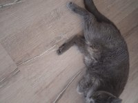 Dişi british shorthair