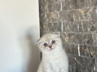 SCOTTISH FOLD SILVER YAVRULARIM 