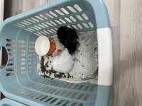 Acil yuva aranıyor ücretsiz sahiplendirme tavşan
