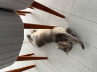 Uysal kedi