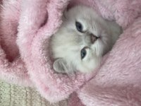 2 aylık yavru british shorthair