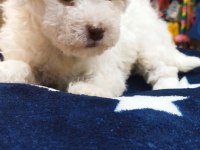 Maltese teriyer köpekler