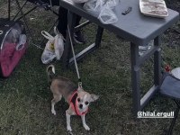 Orijinal pinscher yuva arıyor