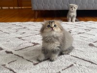 Scottish fold yavrularım yeni yuvasını arıyor