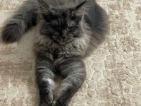 Eş Arama İlanı Maine Coon
