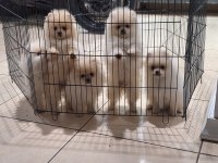 Pomeranian boo köpekler