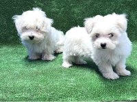Irk Ve Sağlık Garantili Köpeğimiz