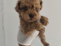 Toy poodle aşılı kilo garantili yavrular