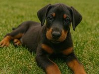 Psikoloji Düzelten Doberman