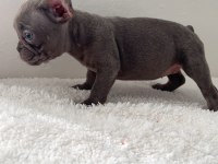 RENKLİ GÖZLÜ FRENCH BULLDOG YAVRULARIM