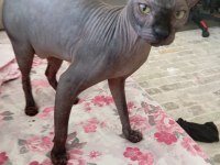Safkan erkek sfenks çiftleştirme için uygundur