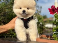 Anti alerjik tüy dökmeyen Yavru Pomeranian Boo
