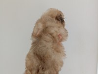 Morkie yavrumuz