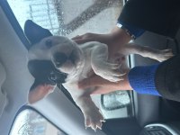 French bulldog