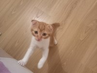 Oyunbaz bıcır scottish fold