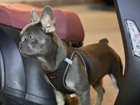 Blue Tan (İsabella Carrier) French Bulldog