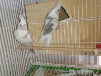 White face Jumbo boy hazır takım sultan papağanı