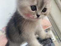 Tatlı british shorthair bebeklere tatlı yuva