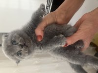 DİŞİ BRİTİSH VE SCOTTİSH KEDİSİ MÜKEMMEL IRK