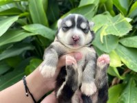 Anne altından safkan husky bebekler