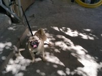 Pug mops sahiplendirilecek