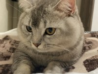 British shorthair çok akıllı kedimiz