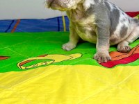 Irk garantili renkli gözlü french bulldog yavrular