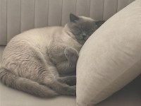 Blue Point british shorthair