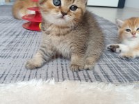 Muhteşem sevgi dolu British shorthair yavrular