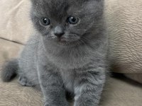 British ve Scottish fold yavrularımız