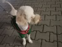 Sahiplendirilecek toy poodle