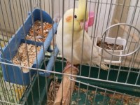 Lutino 8 aylık veteriner bakımlı sultan papağanı