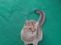 Black golden british shorthair