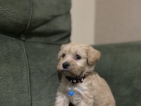 Maltipoo 55 günlük dişi uysal tüy dökmez koku yapmaz