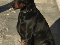 Russia Statüs torunu secereli doberman