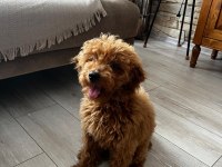 Toy poodle 3 aylık dişi eğitimli