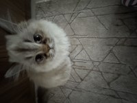 Güzel british longhair prenses tüm aşıları yapılmış