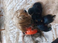 Yorkshire terrier bebekler