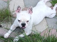 French bulldog kızımız sevgi dolu ailesini arıyor