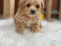 2 aylık sağlıklı maltipoo yavrularımız