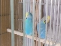 Her türlü muhabbet kuşu türü bulanmakta