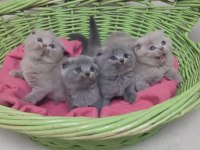 Uyguna Scottish Fold Dişi ve Erkek yavrularimiz