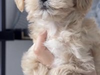 Maltipoo Safkan Köpekler