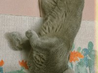 Erkek scottish fold kedimi sahiplendireceğim