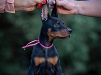 Estetikli Ve Estetiksiz Doberman Yavrular
