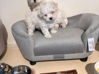 Morkie bebeklerim 2 kg