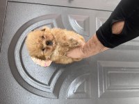 Maltipoo cinsi yavrumuz