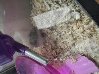 Gonzales hamster