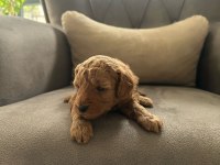 Safkan anne babadan koyu kahve toy poodle